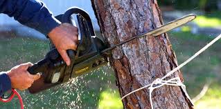 How Our Tree Care Process Works  in  Baden, PA