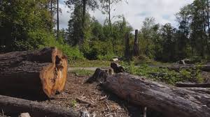 Best Stump Grinding and Removal  in Baden, PA
