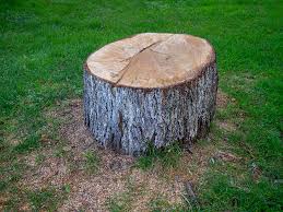 Best Storm Damage Tree Cleanup  in Baden, PA