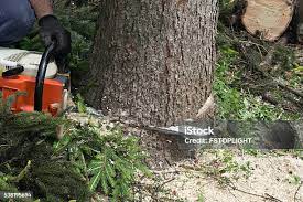Baden, PA Tree Care Company