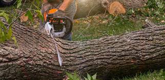 Best Tree Maintenance Programs  in Baden, PA