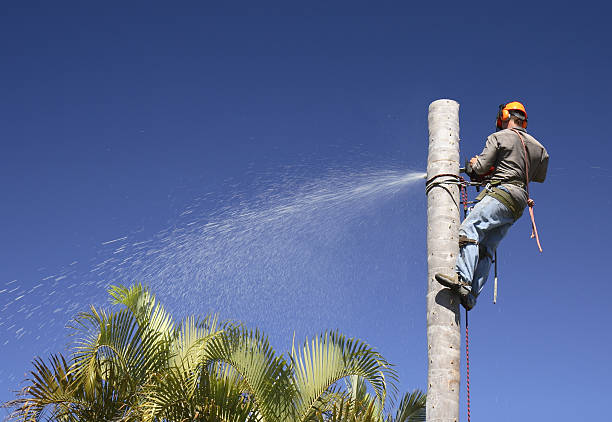Best Tree Health Inspection  in Baden, PA