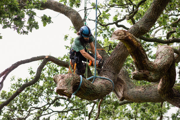Best Tree Disease Treatment  in Baden, PA