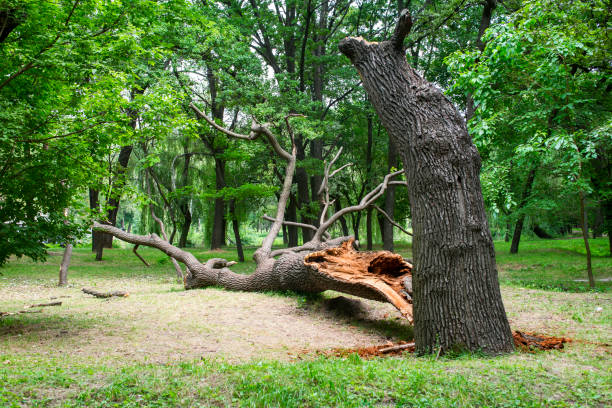  Baden, PA Tree Care Pros