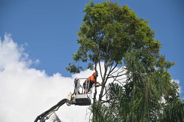 Best Emergency Tree Removal  in Baden, PA