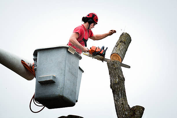 Best Tree Mulching  in Baden, PA