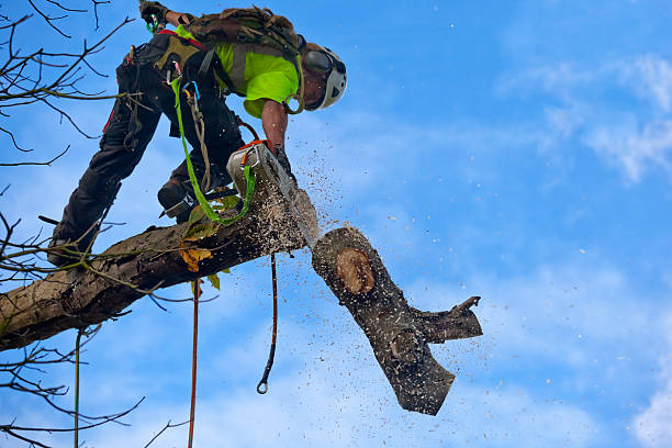 Best Tree Risk Assessment  in Baden, PA